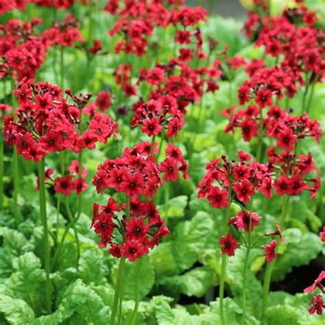 candelabra primula for sale uk  Over an impressively long period from March to June, white flowers with honey-coloured centres are borne in tiered whorls along stout stems, emerging from rosettes of finely scalloped, pale green leaves